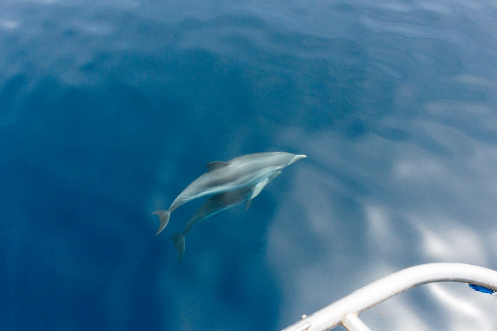 dauphin3